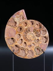 Аммонит Perisphinctes sp. 