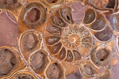 Аммонит Perisphinctes sp. 