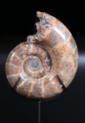 Аммонит Lytoceras sp.
