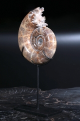Аммонит Lytoceras sp.