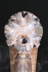 Аммонит Lytoceras sp.
