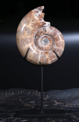 Аммонит Lytoceras sp.