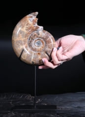 Аммонит Lytoceras sp.