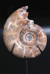 Аммонит Lytoceras sp.