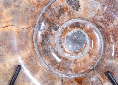 Аммонит Lytoceras sp.