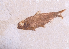 Рыбы Knightia sp. 