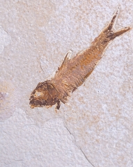 Рыбы Knightia sp. 