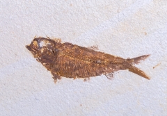 Рыба Knightia sp. 