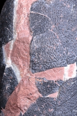 Яйцо динозавра Oviraptor sp.