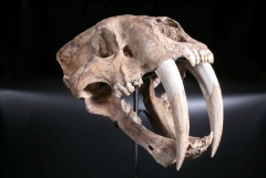 Реплика черепа саблезубой кошки Smilodon fatalis