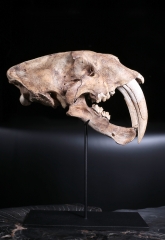 Реплика черепа саблезубой кошки Smilodon fatalis