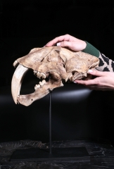 Реплика черепа саблезубой кошки Smilodon fatalis