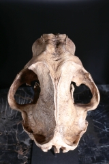 Реплика черепа саблезубой кошки Smilodon fatalis