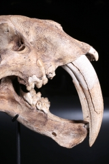 Реплика черепа саблезубой кошки Smilodon fatalis