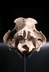 Реплика черепа саблезубой кошки Smilodon fatalis