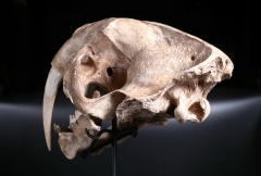 Реплика черепа саблезубой кошки Smilodon fatalis
