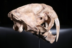 Реплика черепа саблезубой кошки Smilodon fatalis