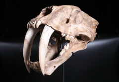 Реплика черепа саблезубой кошки Smilodon fatalis