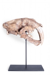 Реплика черепа саблезубой кошки Smilodon fatalis