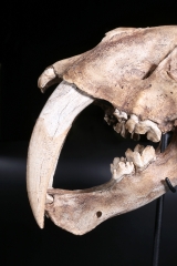 Реплика черепа саблезубой кошки Smilodon fatalis