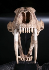 Реплика черепа саблезубой кошки Smilodon fatalis