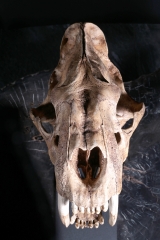 Реплика черепа саблезубой кошки Smilodon fatalis