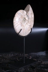 Аммонит Cleoniceras sp.