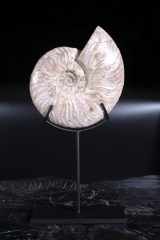 Аммонит Cleoniceras sp.