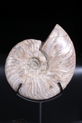 Аммонит Cleoniceras sp.