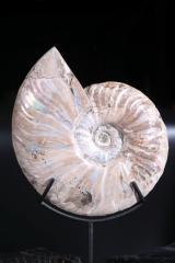 Аммонит Cleoniceras sp.