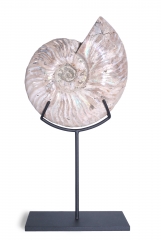 Аммонит Cleoniceras sp.