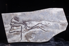 Скелет динозавра Anchiornis huxleyi