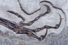Скелет динозавра Anchiornis huxleyi