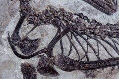 Скелет динозавра Anchiornis huxleyi