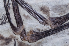 Скелет динозавра Anchiornis huxleyi