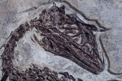 Скелет динозавра Anchiornis huxleyi