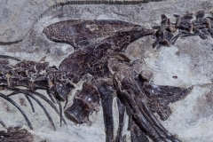 Скелет динозавра Anchiornis huxleyi