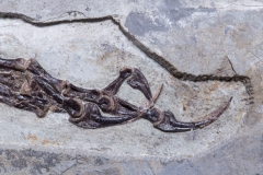 Скелет динозавра Anchiornis huxleyi