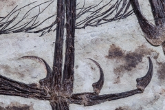 Скелет динозавра Anchiornis huxleyi