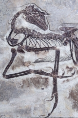 Скелет динозавра Anchiornis huxleyi