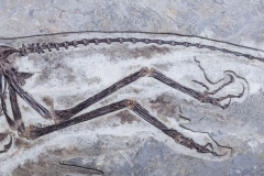 Скелет динозавра Anchiornis huxleyi