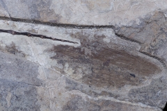 Скелет динозавра Anchiornis huxleyi