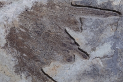 Скелет динозавра Anchiornis huxleyi