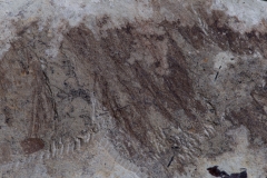 Скелет динозавра Anchiornis huxleyi