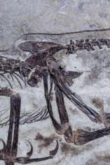 Скелет динозавра Anchiornis huxleyi