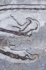 Скелет динозавра Anchiornis huxleyi
