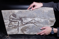 Скелет динозавра Anchiornis huxleyi