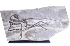 Скелет динозавра Anchiornis huxleyi