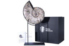 Аммонит Deshayesites sp.