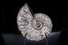 Аммонит Deshayesites sp.